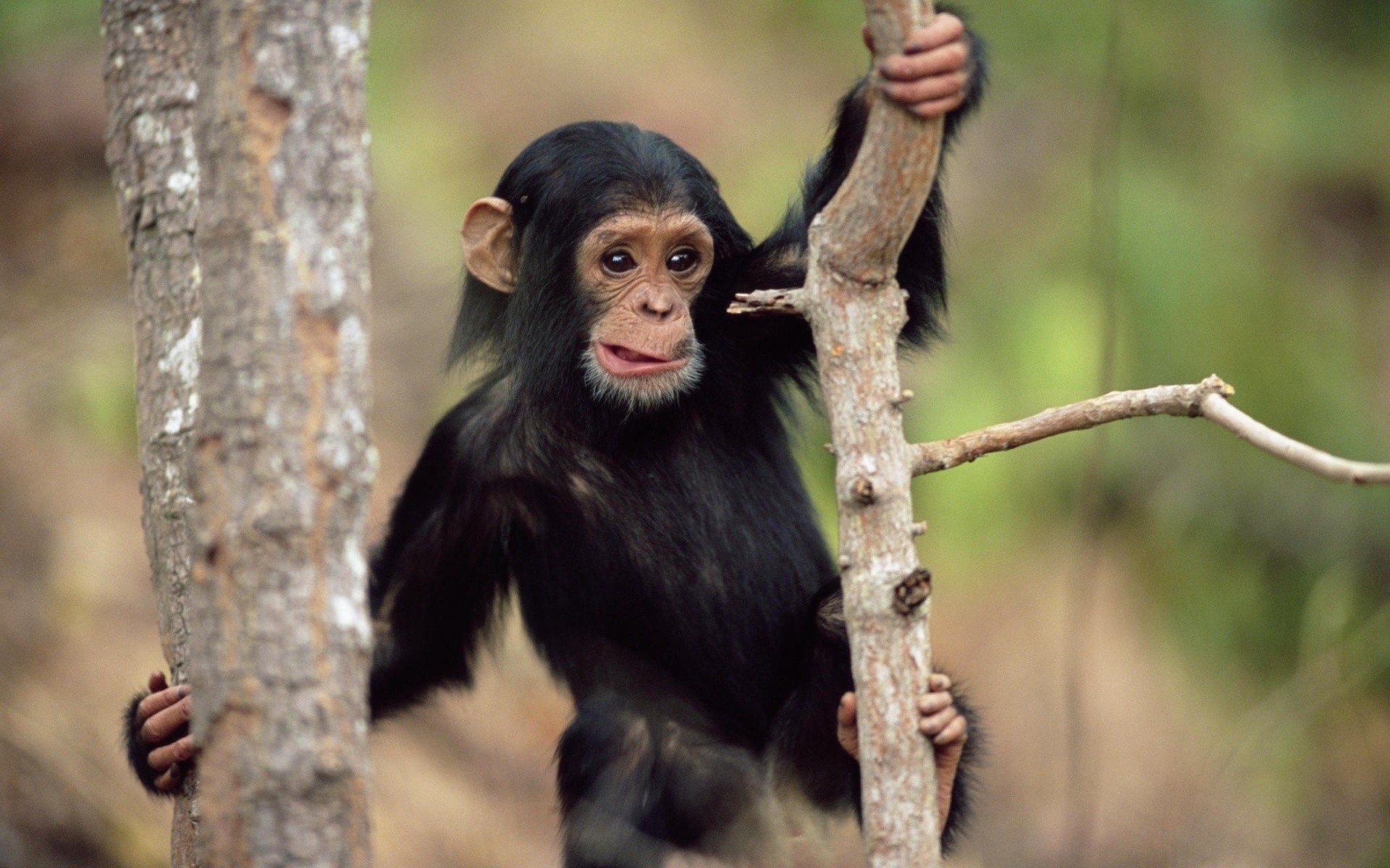 animaux mammifère la faune la nature primat bois singe jungle sauvage arbre à l extérieur mignon portrait tordre animal fourrure enfant