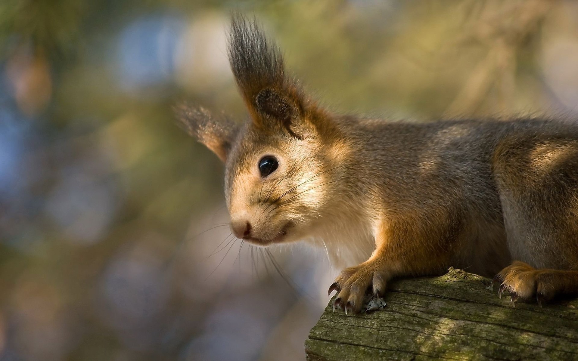 animals mammal squirrel rodent cute wildlife nature outdoors fur little animal eye portrait looking