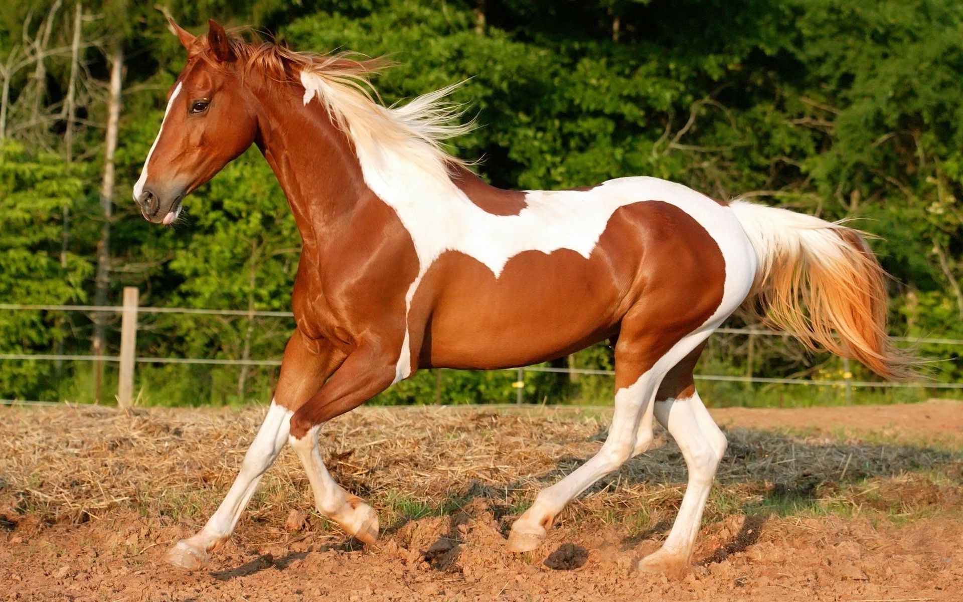 horses horse equine mammal fast stallion mare mane equestrian thoroughbred grass pony pasture cavalry action farm animal hayfield gallop field runner