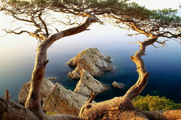 A tree grows out of a rock on the ocean shore