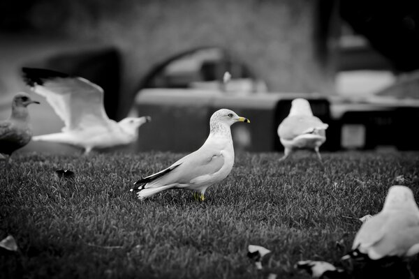 A flock of pigeons in a black and white frame