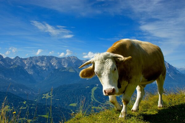 Animals. Mountains. Cow. Landscape