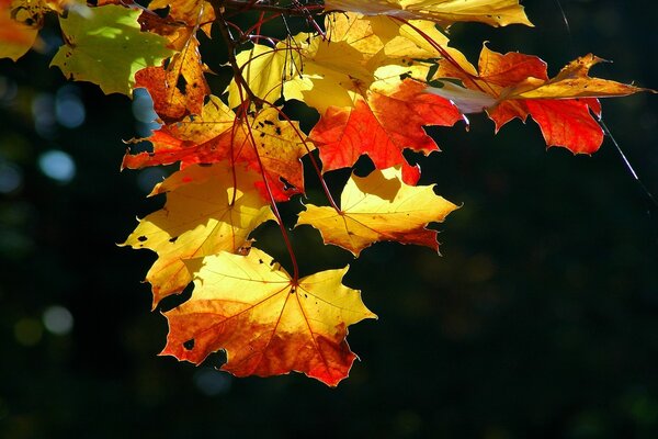 Mit der Ankunft des Herbstes wurden die Ahornblätter gelb