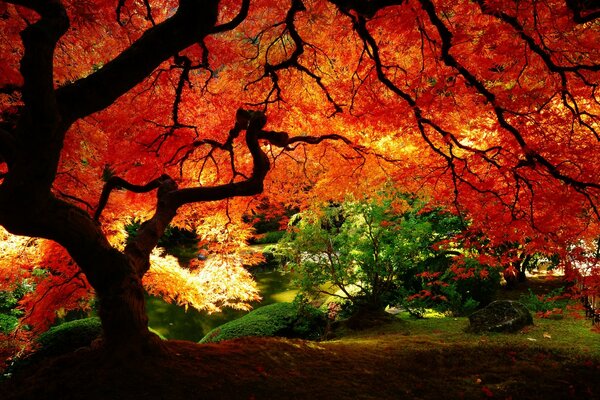 Beautiful maple tree in autumn