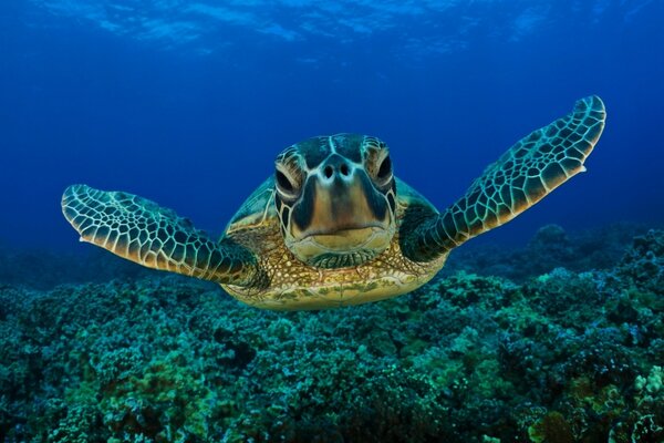 Tortue de mer disséquée sur un récif corallien