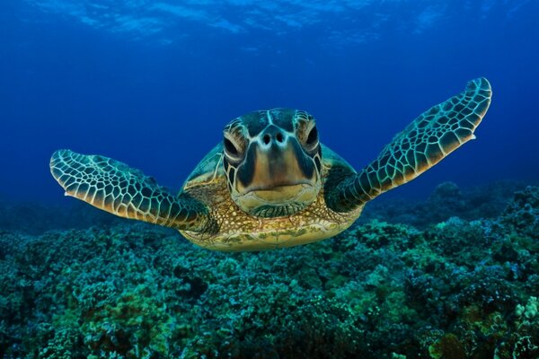 Морская черепаха рассеккет по кораловому рифу