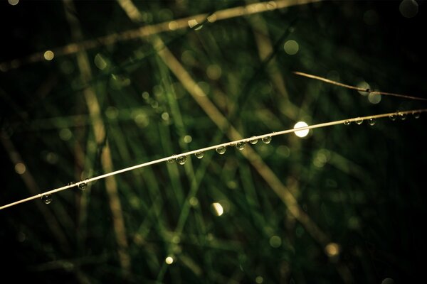 Green grass wet with dew