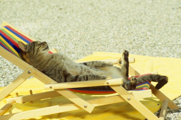 Chat reposant sur la plage dans une chaise longue