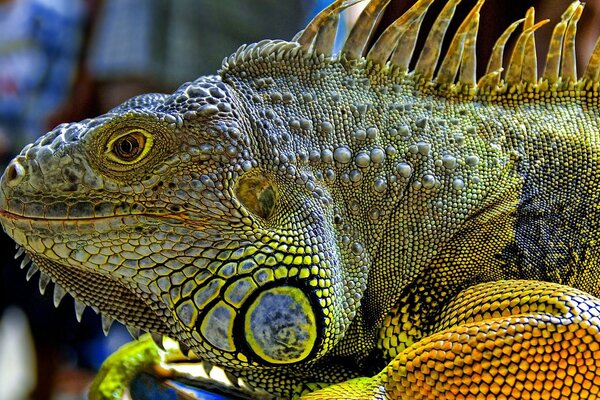 Macro photography of a reptile portrait with clear quality