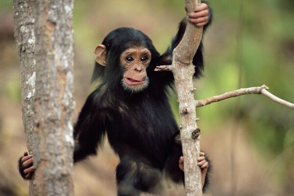 Petit singe sautant sur les arbres