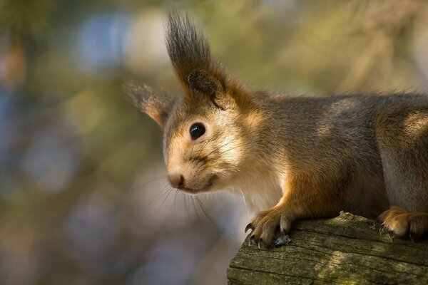 The squirrel clung to the branch