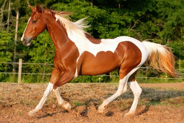 A breeding stallion is a beautiful animal