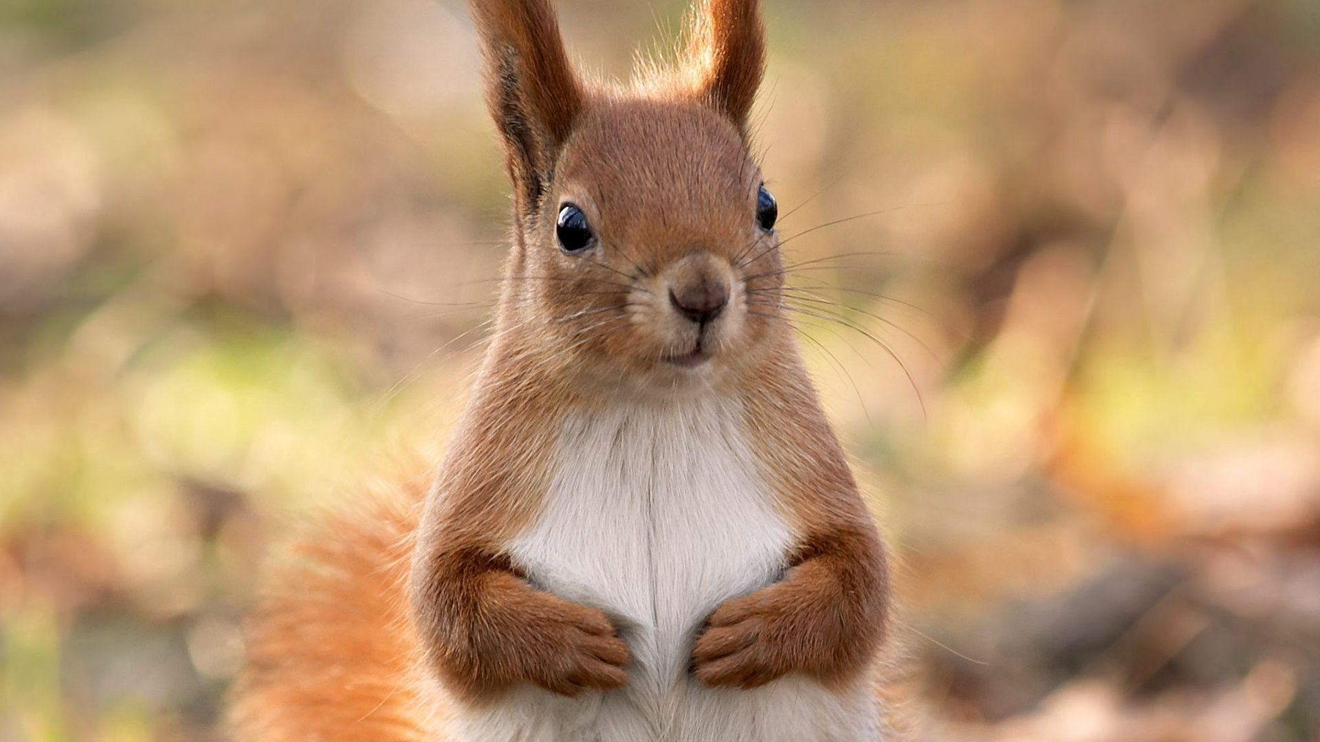 eichhörnchen säugetier tierwelt niedlich nagetier natur fell eichhörnchen tier wild wenig porträt im freien sitzen liebenswert lustig