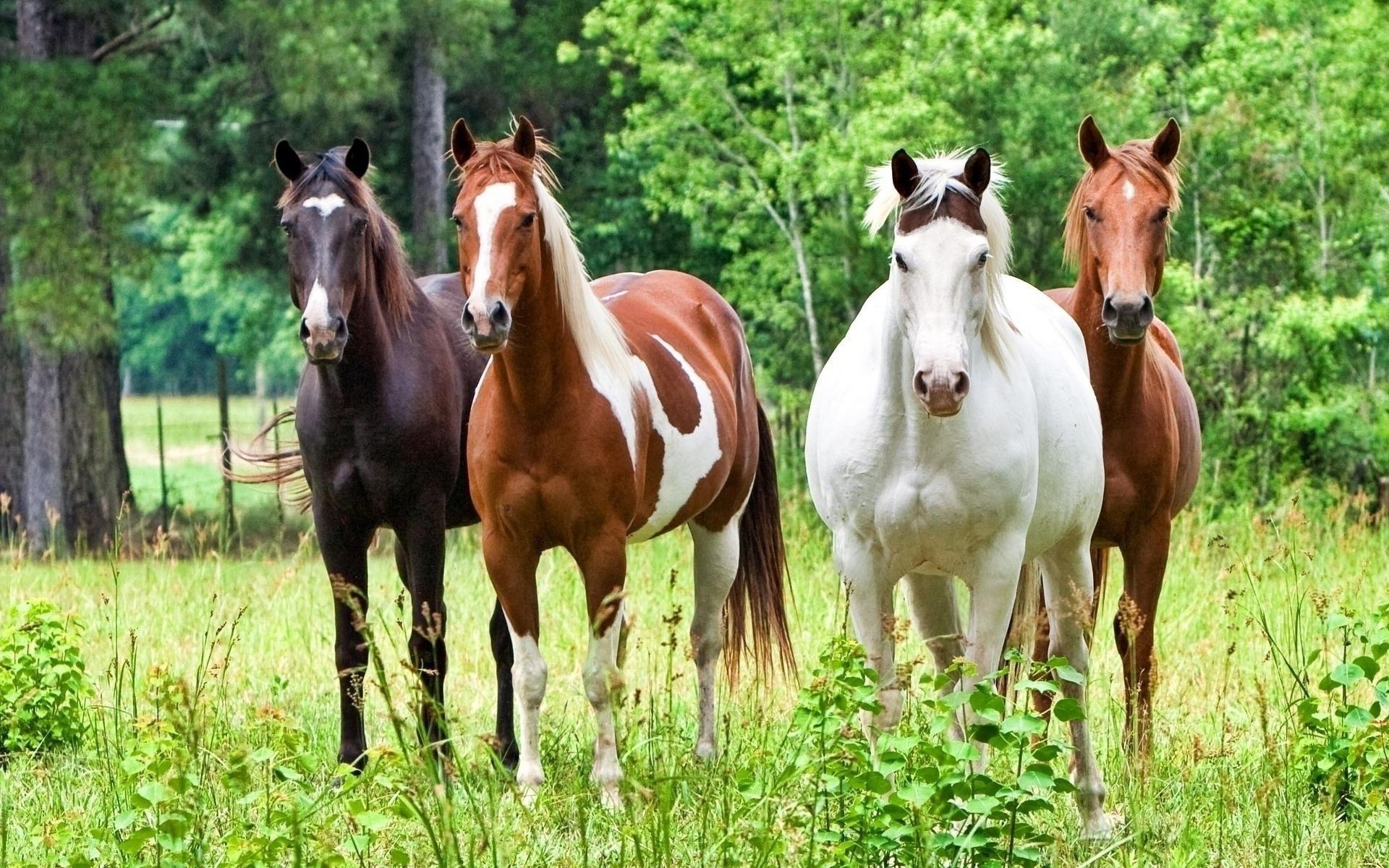 horses horse mammal stallion mare equine pasture hayfield animal mane cavalry farm grass equestrian thoroughbred field chestnut pony gallop domestic rural