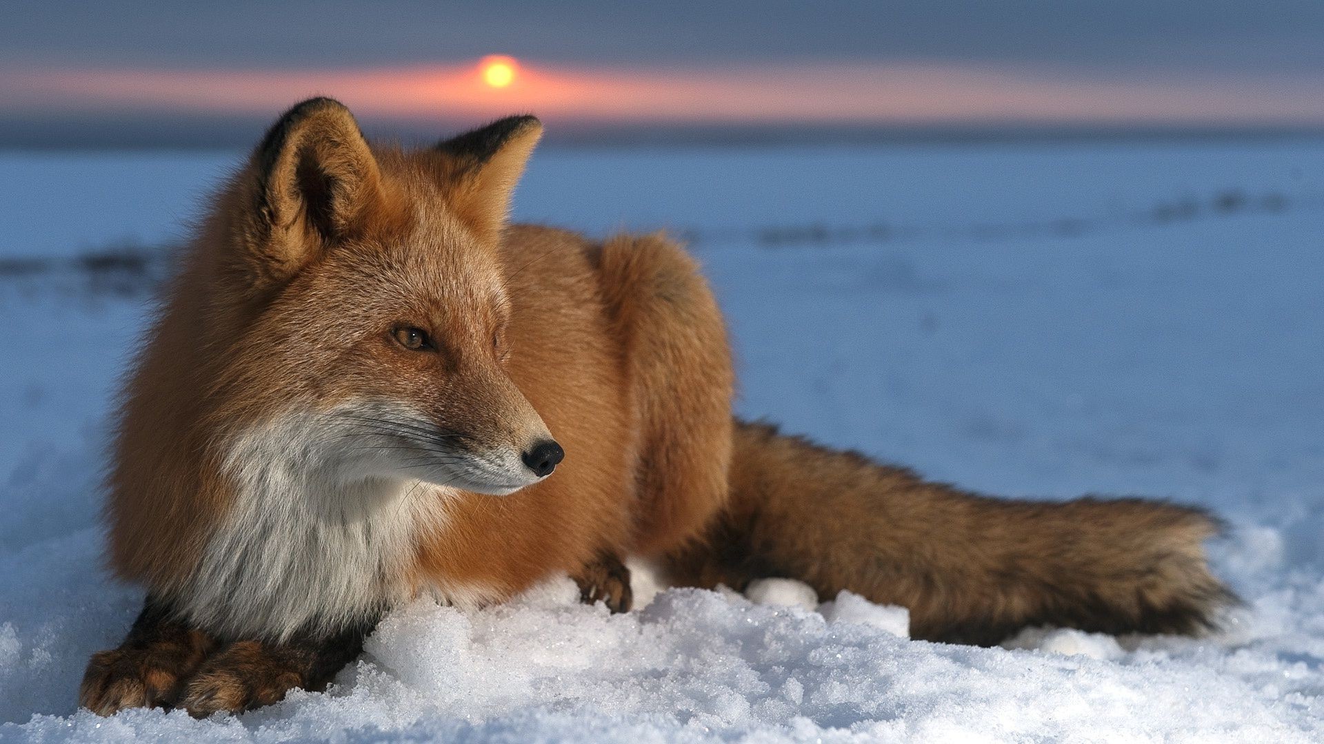 fox mammal wildlife winter snow canine outdoors nature animal fur predator frosty