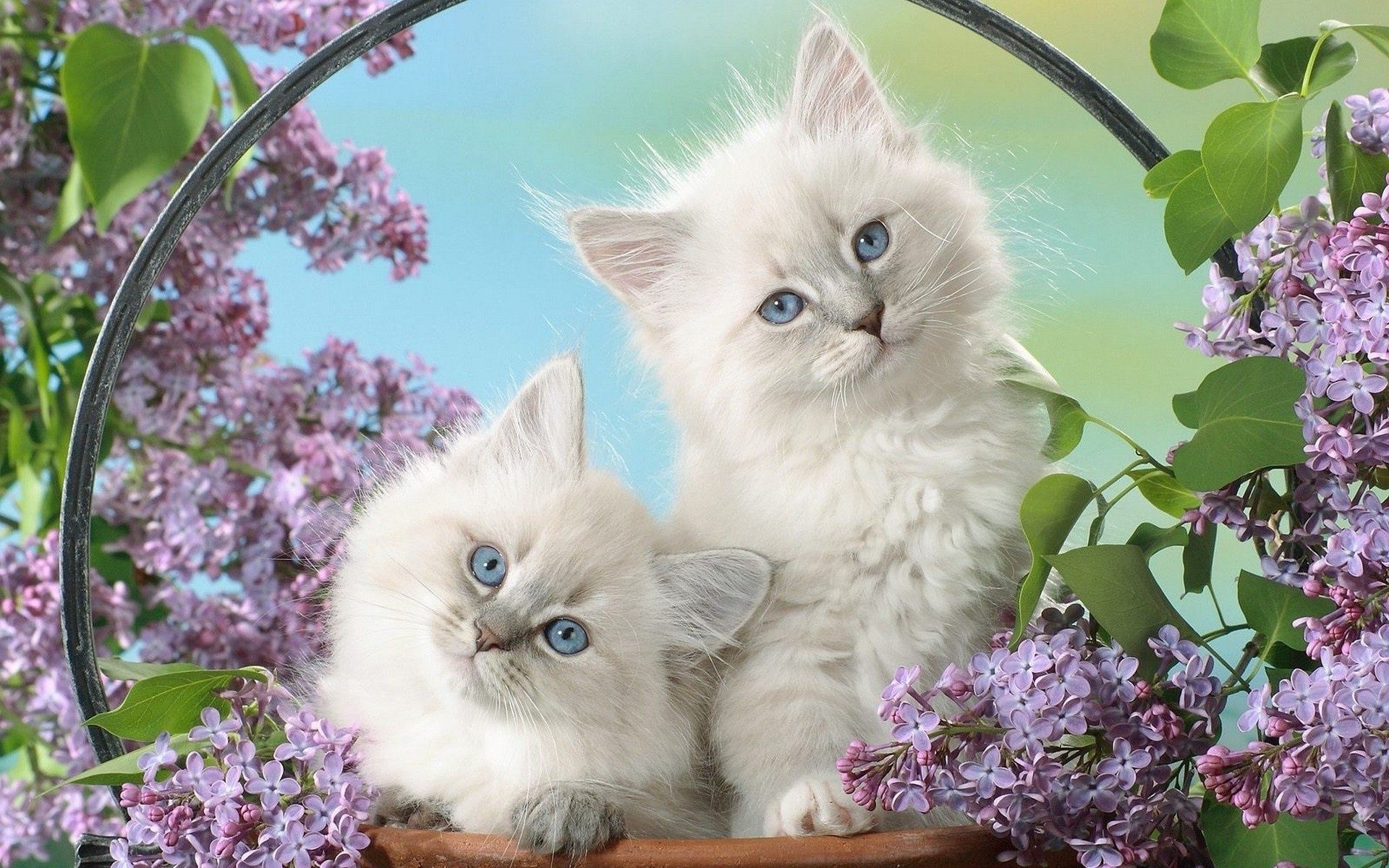 Fluffy White Kittens With Blue Eyes Surrounded By Sira Free Wallpapers