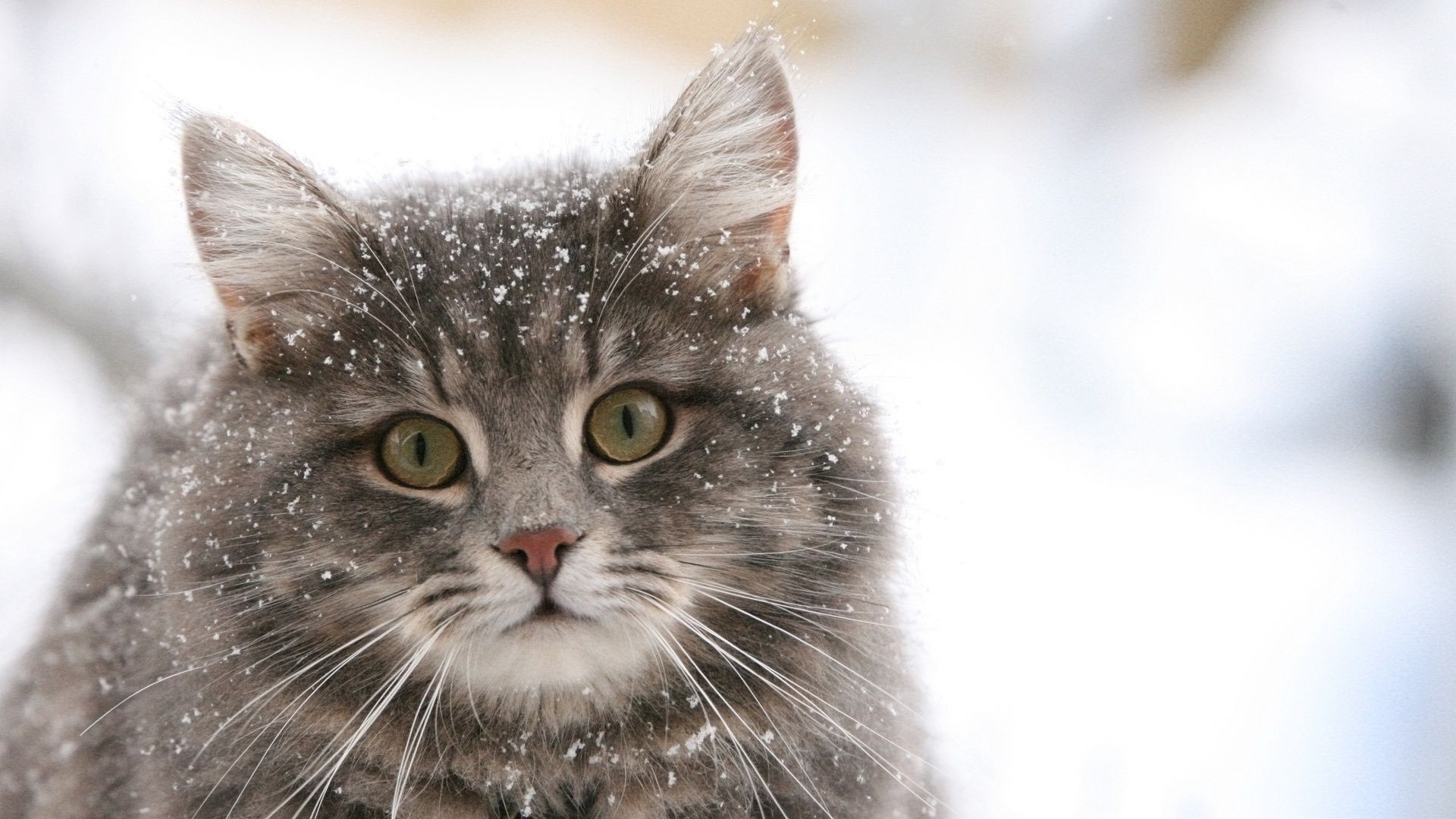 gatos animal gato lindo pelaje ojo mascota gatito joven doméstico pequeño retrato naturaleza mamífero pelaje