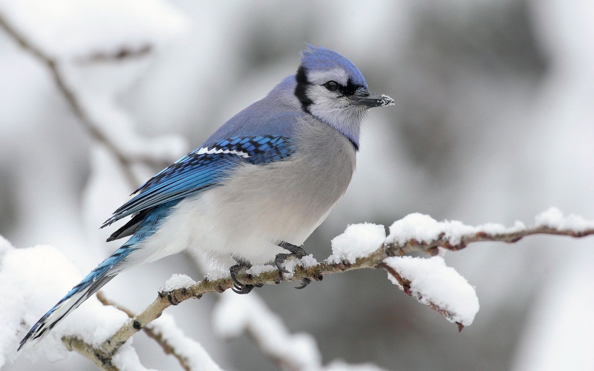 animales vida silvestre aves naturaleza al aire libre animal invierno salvaje