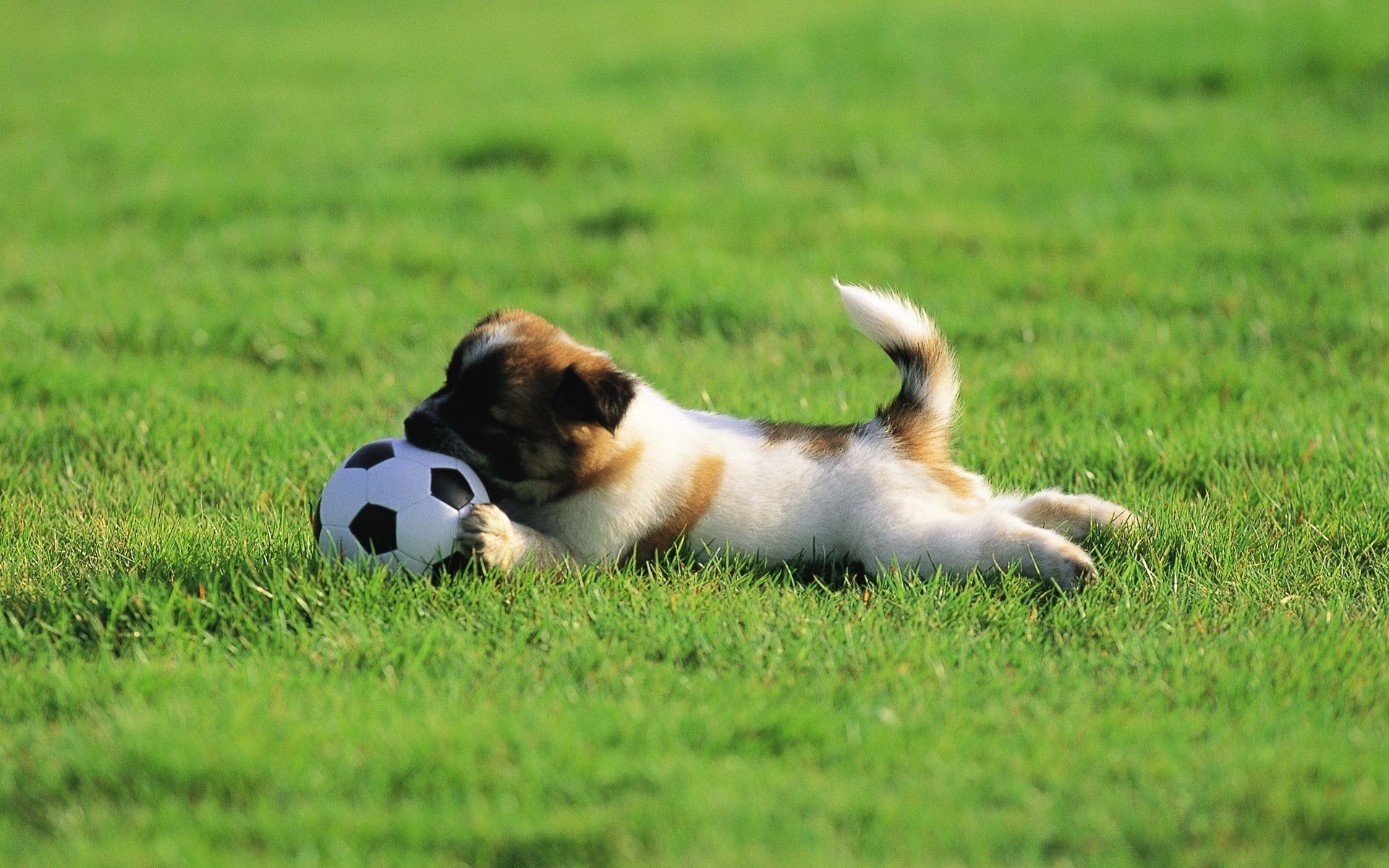 dogs grass dog mammal animal field pet canine cute hayfield puppy breed purebred portrait young