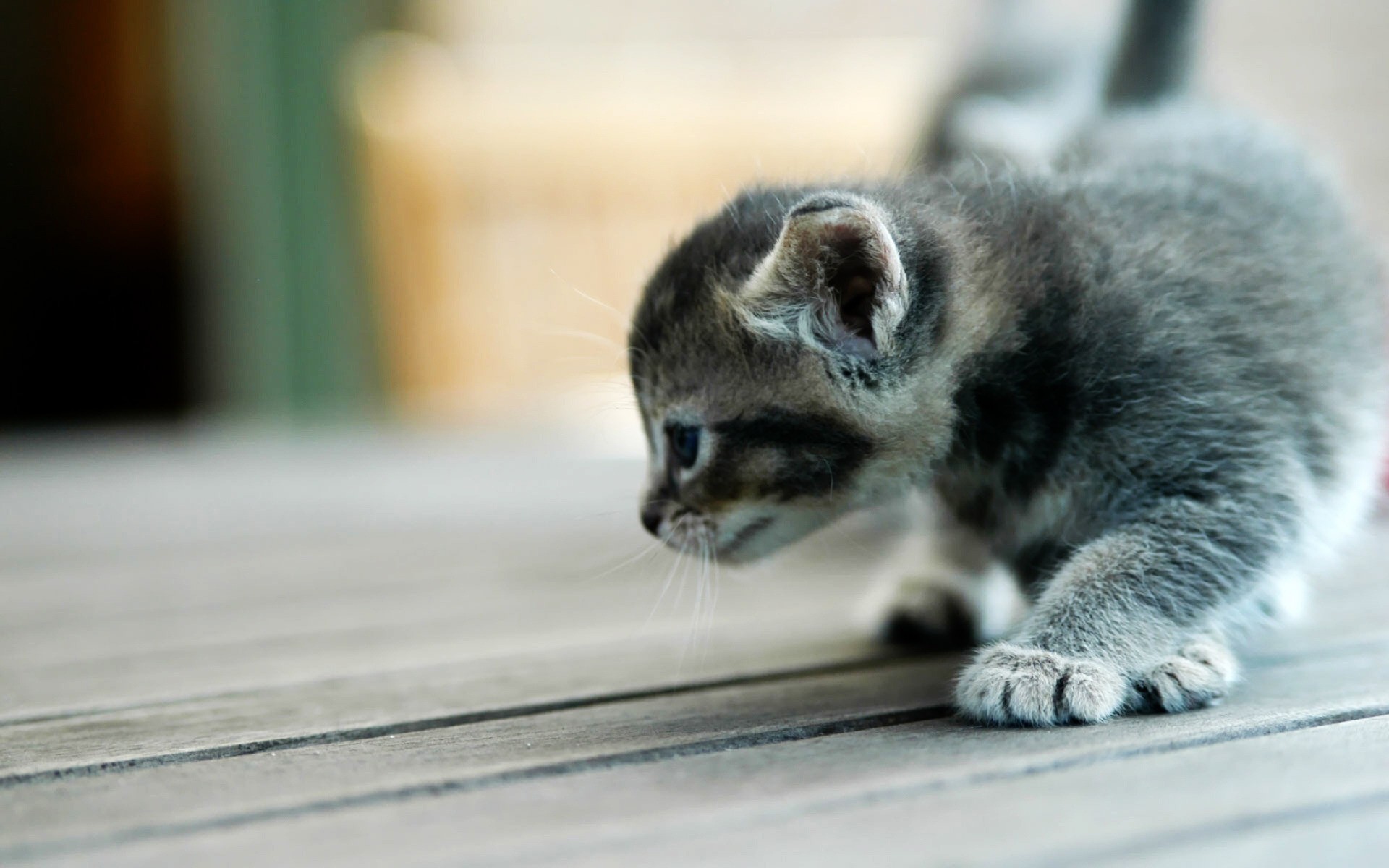 gatto mammifero gatto ritratto animale carino sfocatura animale domestico grigio piccolo uno pelliccia