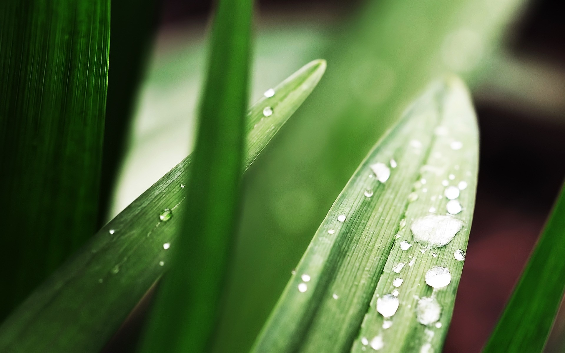 plantas chuva orvalho folha gota crescimento flora gotas natureza molhado gotas pureza jardim ambiente dof casca lâmina cacto água