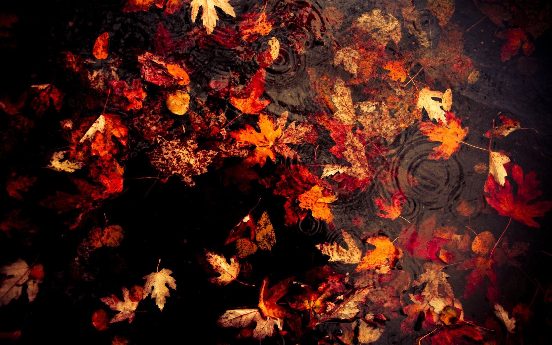 autumn flame fall color texture leaf abstract desktop art background nature