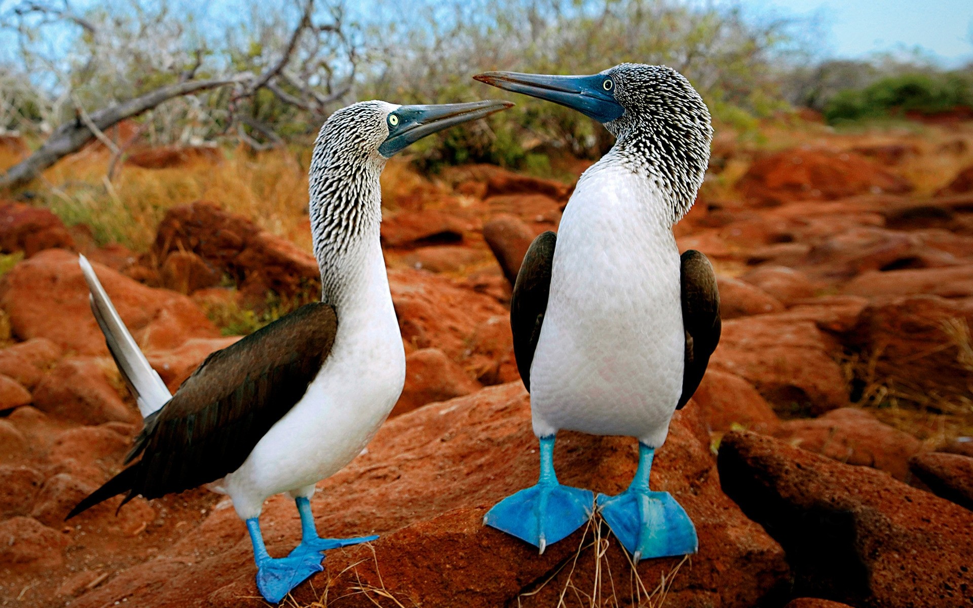 aves aves vida silvestre naturaleza animal salvaje pico al aire libre animales