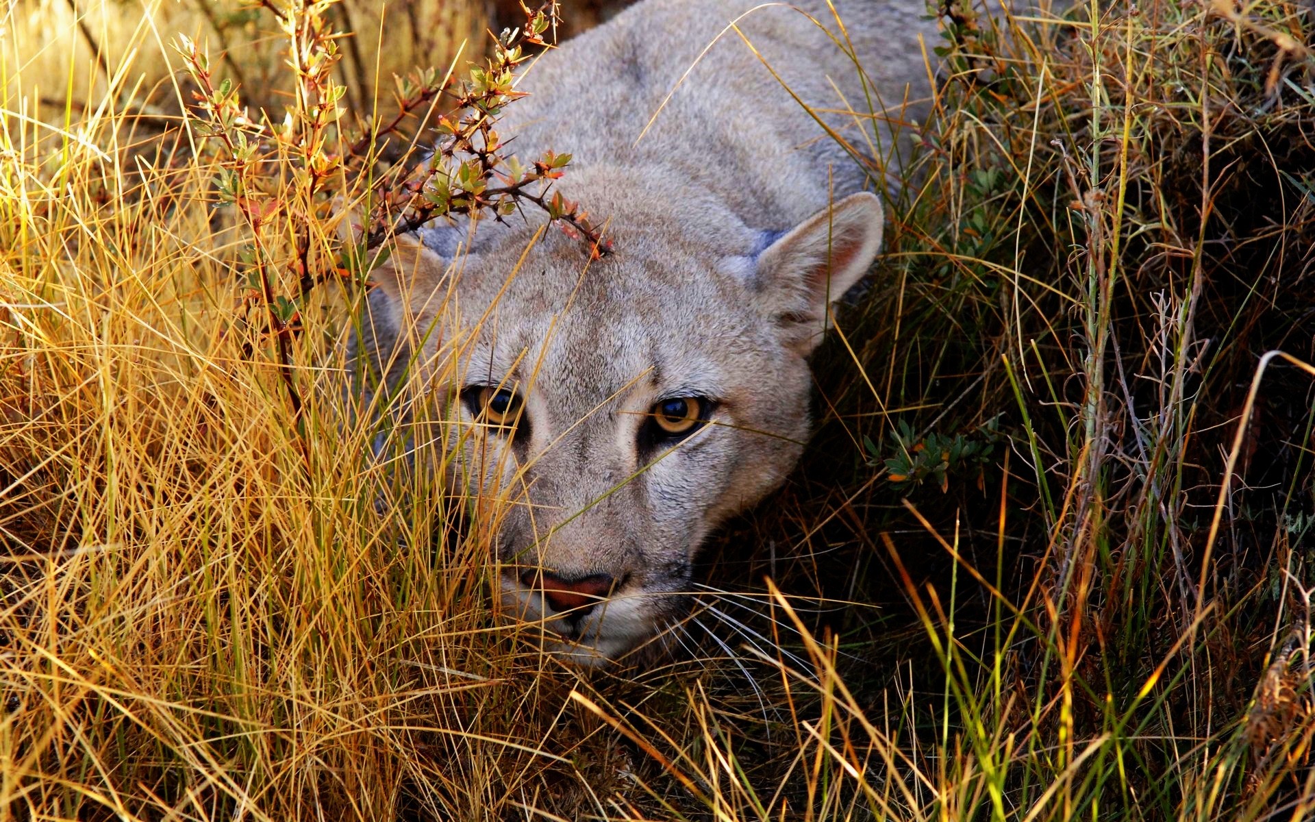 animals wildlife nature mammal animal outdoors cat grass wild puma