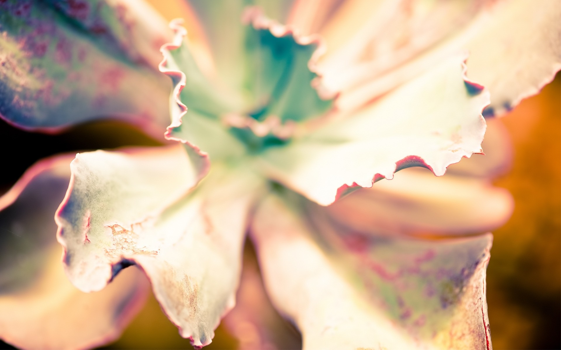 plantes nature feuille flou à l extérieur fleur amour couleur cactus eau automne