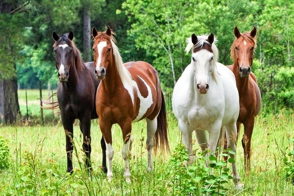 Төртіншісіне бояу жеткіліксіз болды