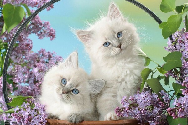 Beaux chatons blancs en lilas