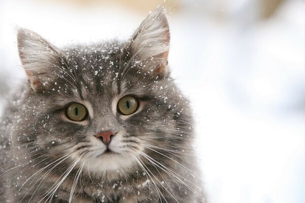 Gato bonito coberto de neve