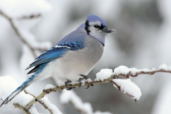 Schöner blauer Vogel im Winter