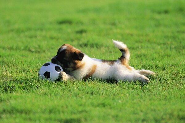 A puppy is playing ball on the grass