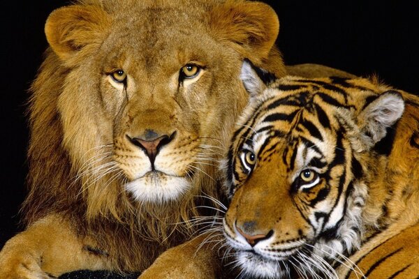 El tigre y el León se abrazan