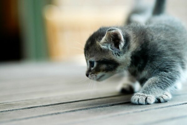 Baby kitten exploring the world