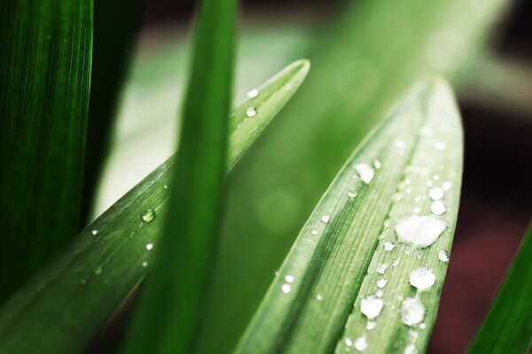 Wassertropfen nach dem Regen auf einem grünen Blatt