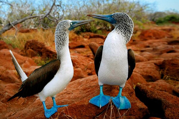 Pássaros da natureza selvagem parece muito bonito pés azuis