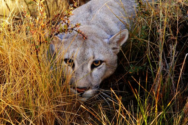 Lionne accroupie dans l herbe jaune