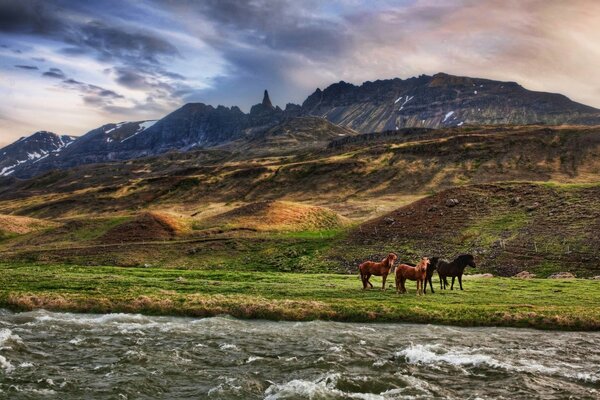 山附近的马。 风景。 旅程