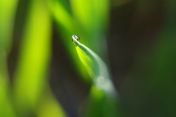 Fotografía macro de una hoja de hierba con una pequeña gota de rocío