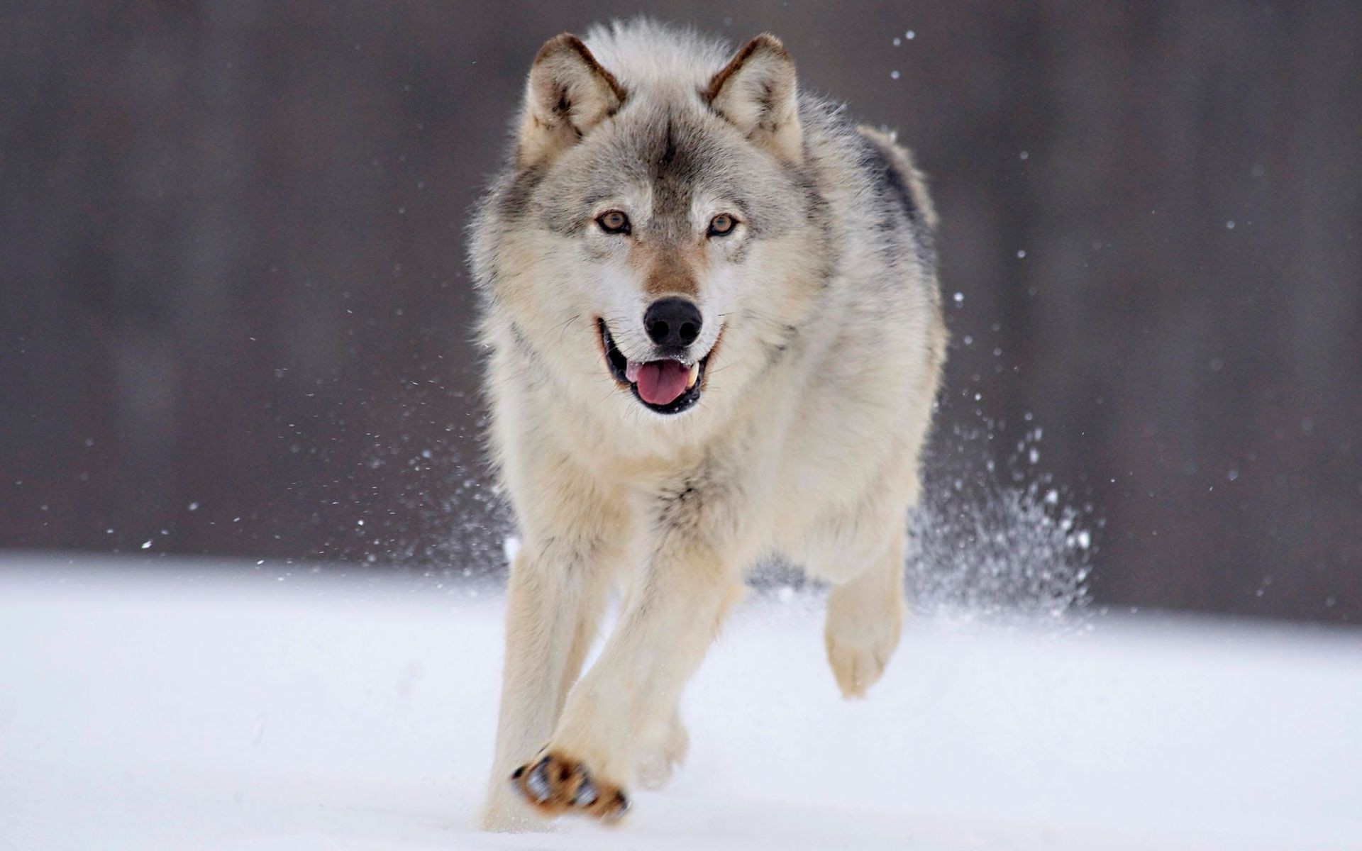 animals mammal snow winter wolf canine frosty portrait wildlife one dog