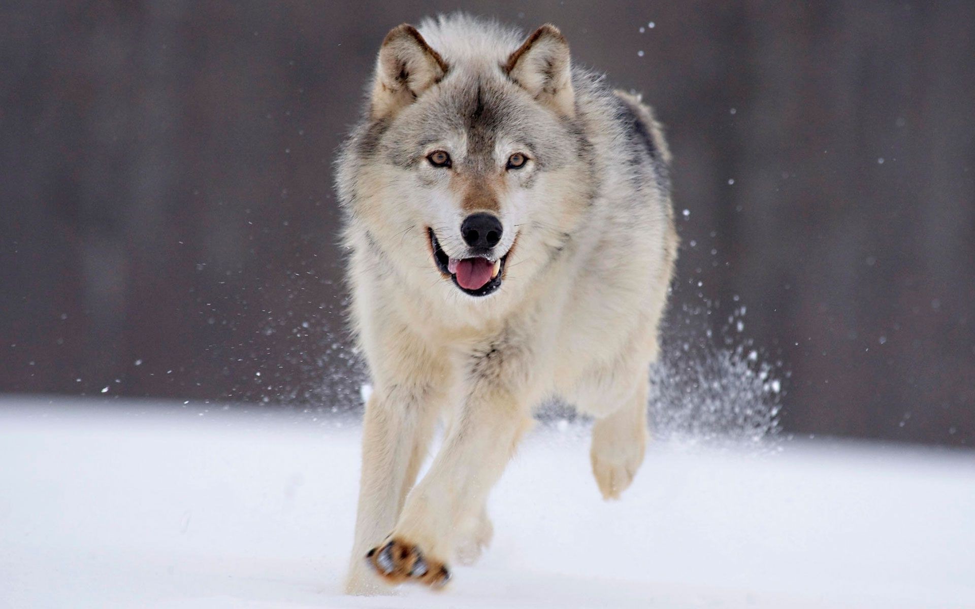 animaux mammifère neige hiver loup cynologue givré portrait faune un chien