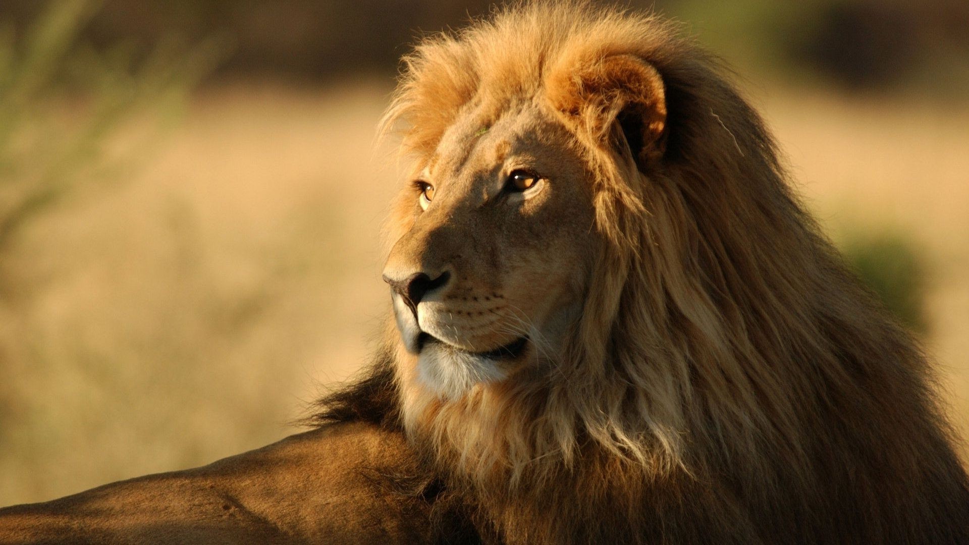 leoni leone gatto fauna selvatica mammifero ritratto animale mane safari natura selvaggio zoo pelliccia predatore