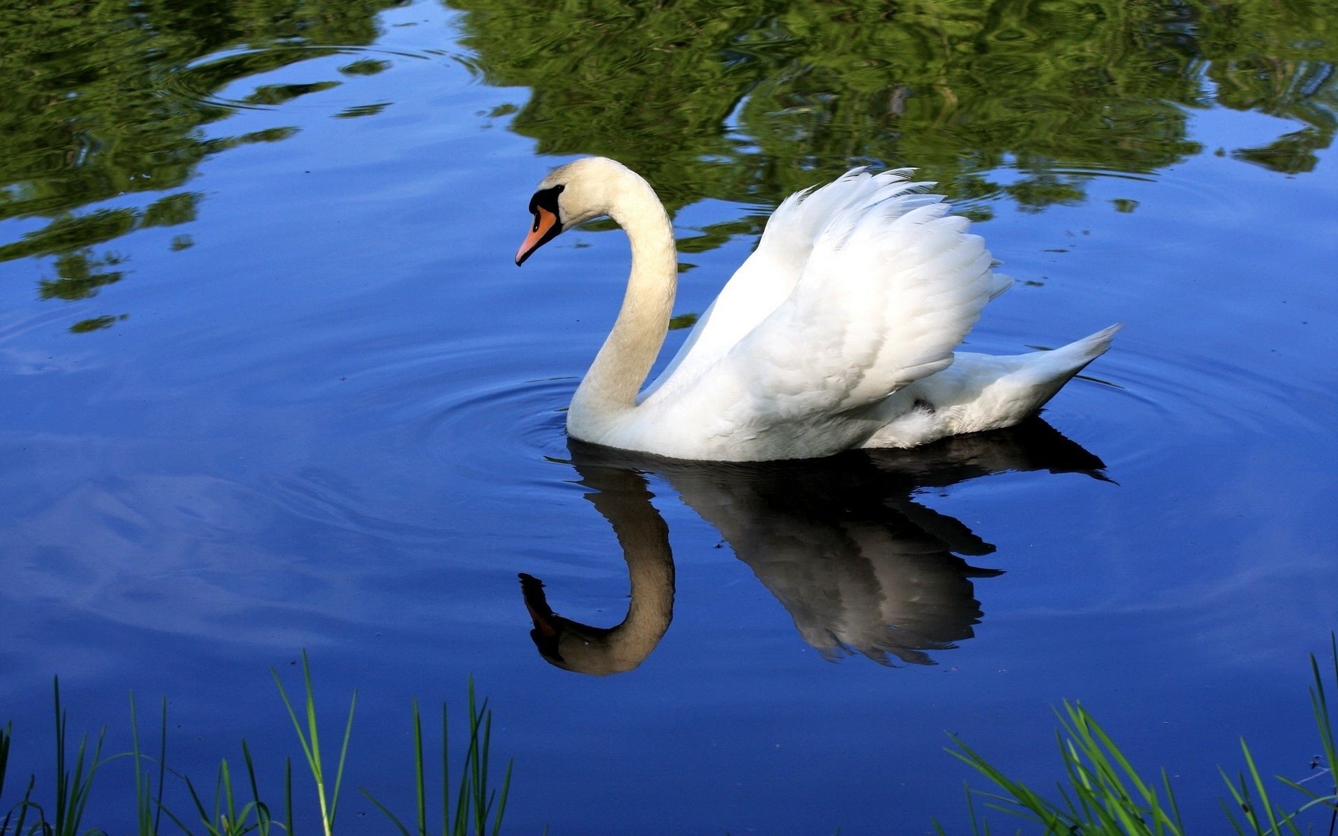 animals lake bird pool nature swan water outdoors duck waterfowl wildlife swimming
