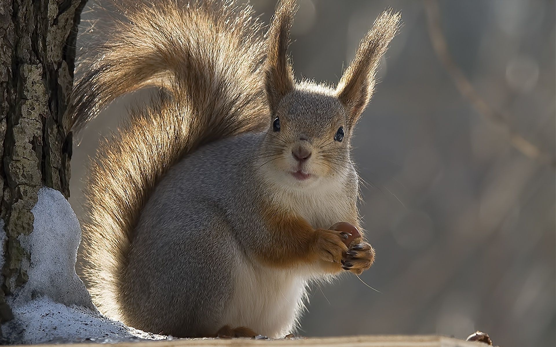 proteins mammal wildlife nature cute outdoors animal rodent fur squirrel