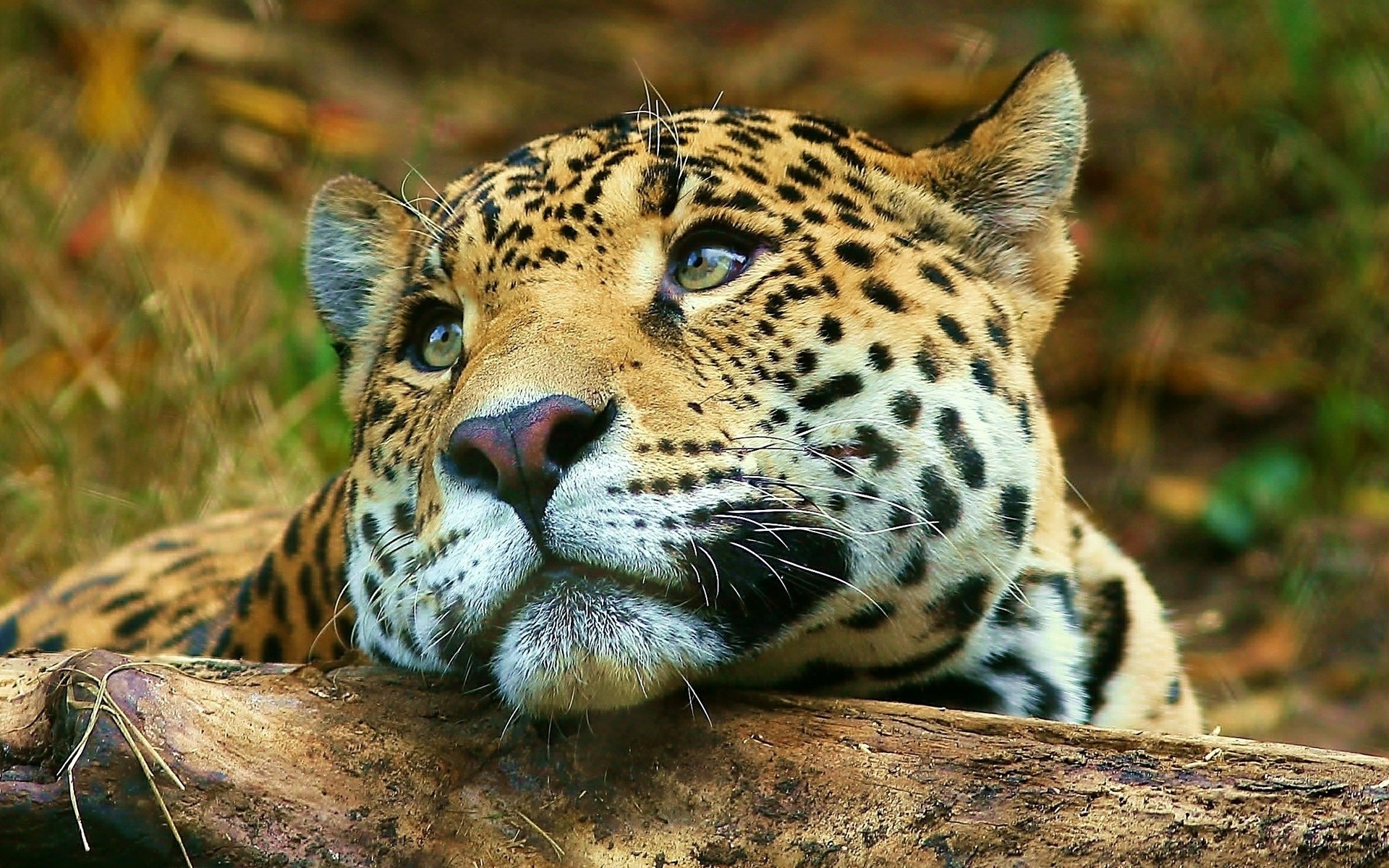 animais gato vida selvagem mamífero predador leopardo caçador jardim zoológico animal selvagem comedor de carne safari natureza selva grande pele caça tigre perigo