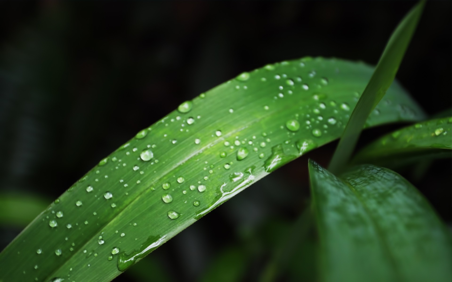 bahar yaprak yağmur flora çiy doğa büyüme düşme ıslak ortamlar bahçe temizlik damlalar