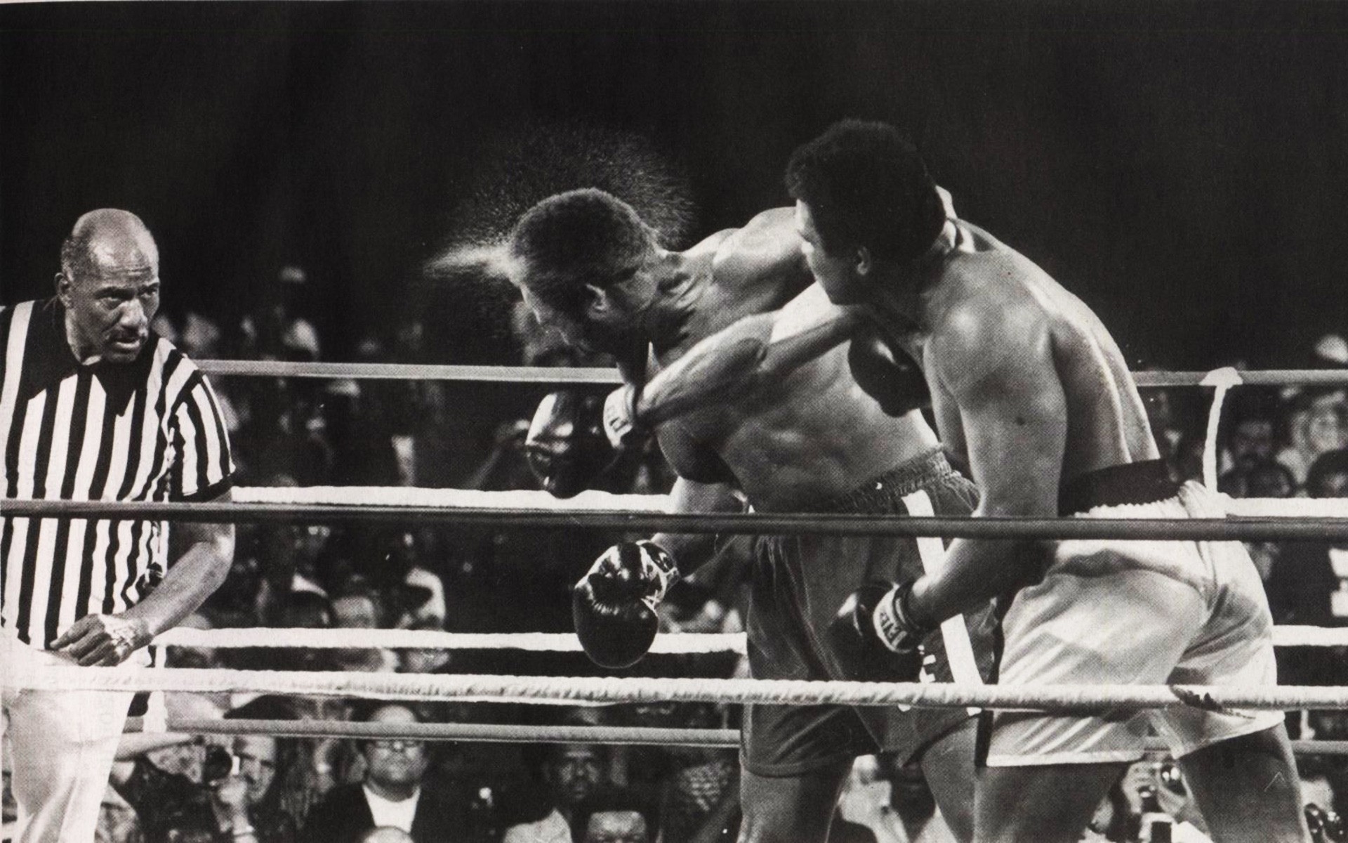 boxe pugilista grupo atleta adulto dois competição muitos agressão equipamento desportivo um três homem vitória retrato campeão bebedeira vários vestir