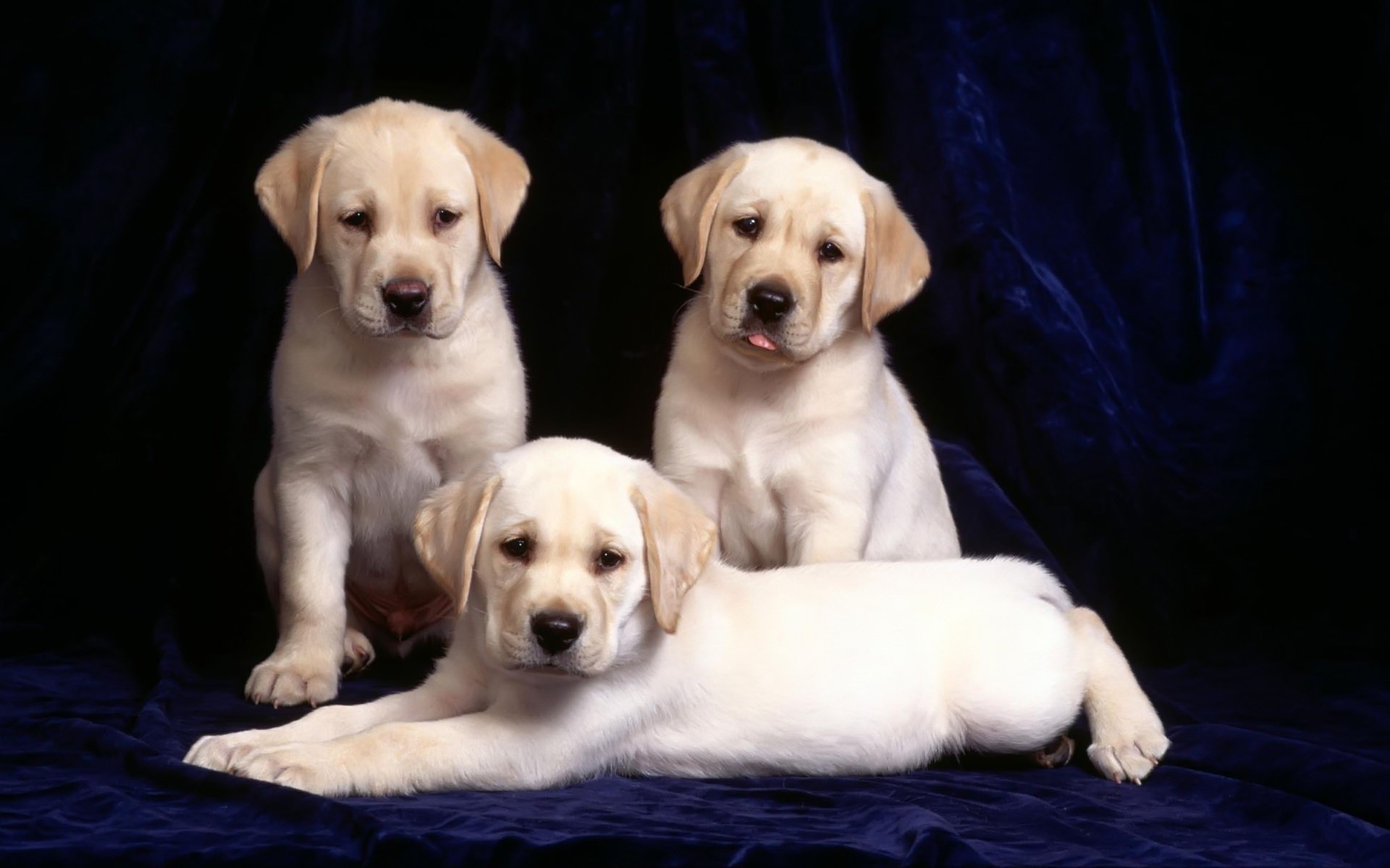 chien chien animal de compagnie cynologue mammifère chiot mignon retriever animal race portrait s asseoir